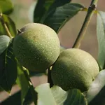 Дом отдыха Quinta Da Estima Dous Portos