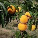 Quinta Da Estima *