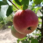 Quinta Da Estima Дом отдыха