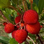 Quinta Da Estima Dous Portos