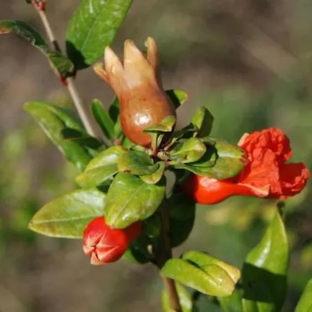 Hébergement de vacances Quinta Da Estima *