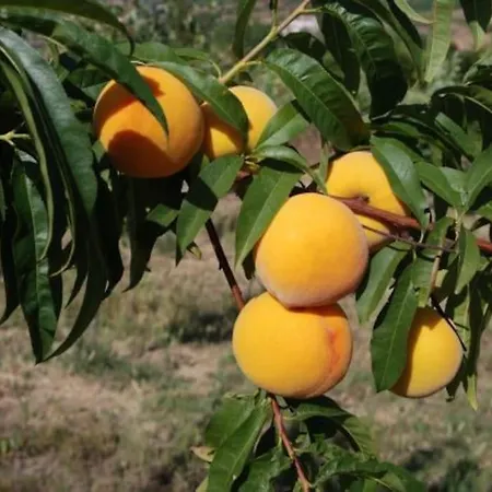 Quinta Da Estima *