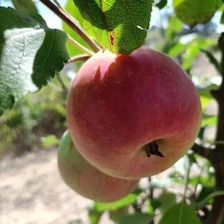 Quinta Da Estima Hébergement de vacances