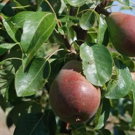 Quinta Da Estima
