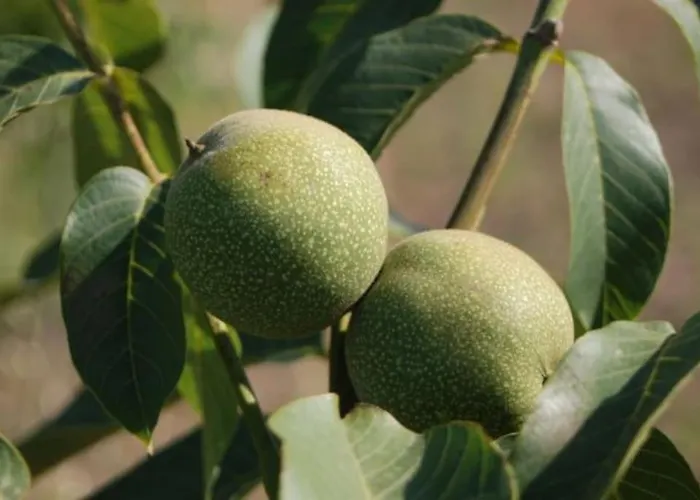 Сasa de vacaciones Quinta Da Estima Dous Portos