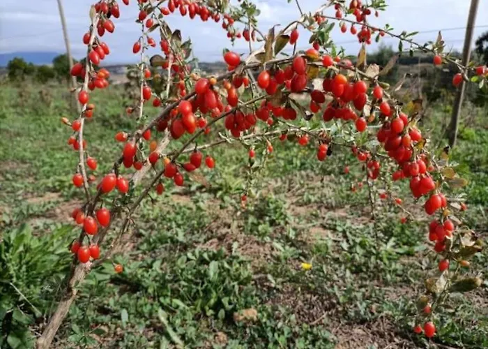 Ferienhaus Quinta Da Estima *