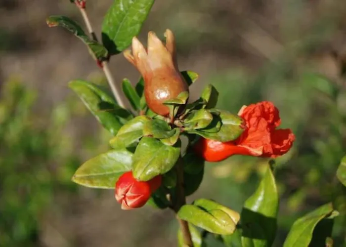 Сasa de vacaciones Quinta Da Estima *