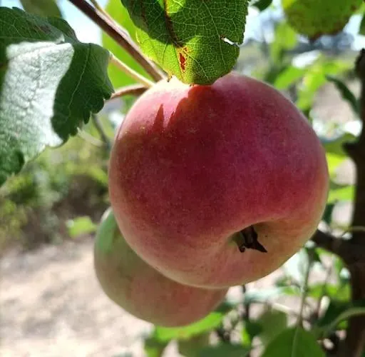 Quinta Da Estima Сasa de vacaciones