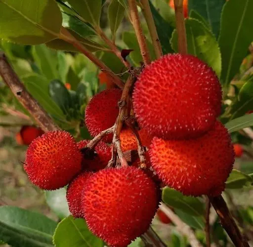 Quinta Da Estima Dous Portos