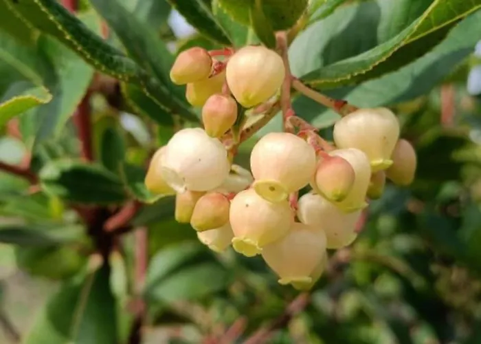 Quinta Da Estima Ferienhaus